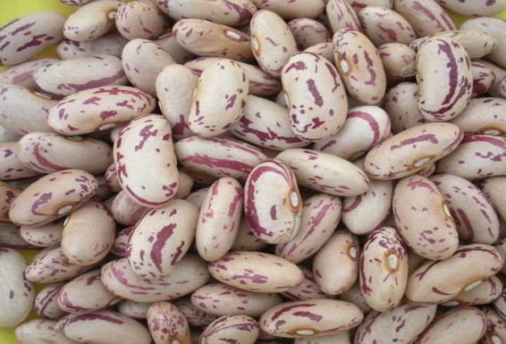 gallery/light speckled kidney beans