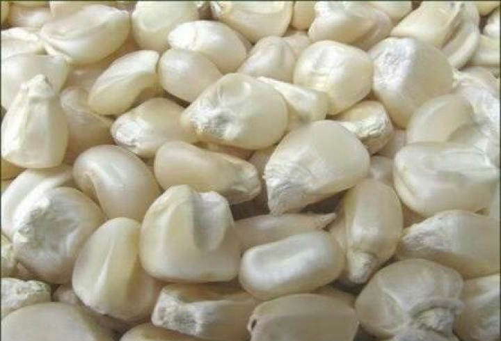 gallery/white corn fat seeds